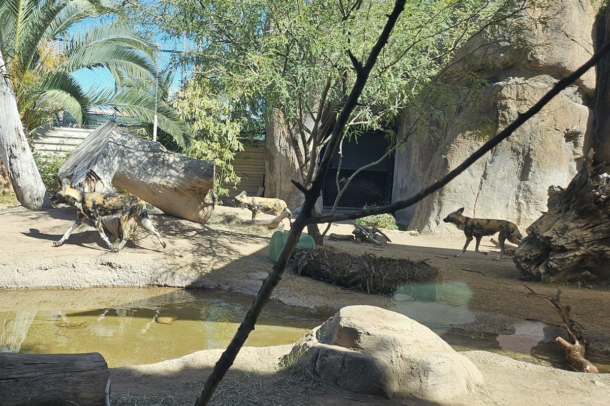 Three African wild dogs, trotting along in a zoo enclousure. 