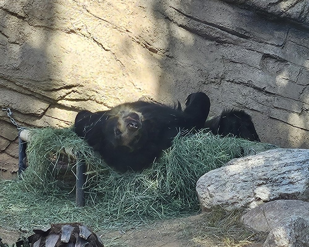 An Andean bar laying belly up in a hammock covered in hay.