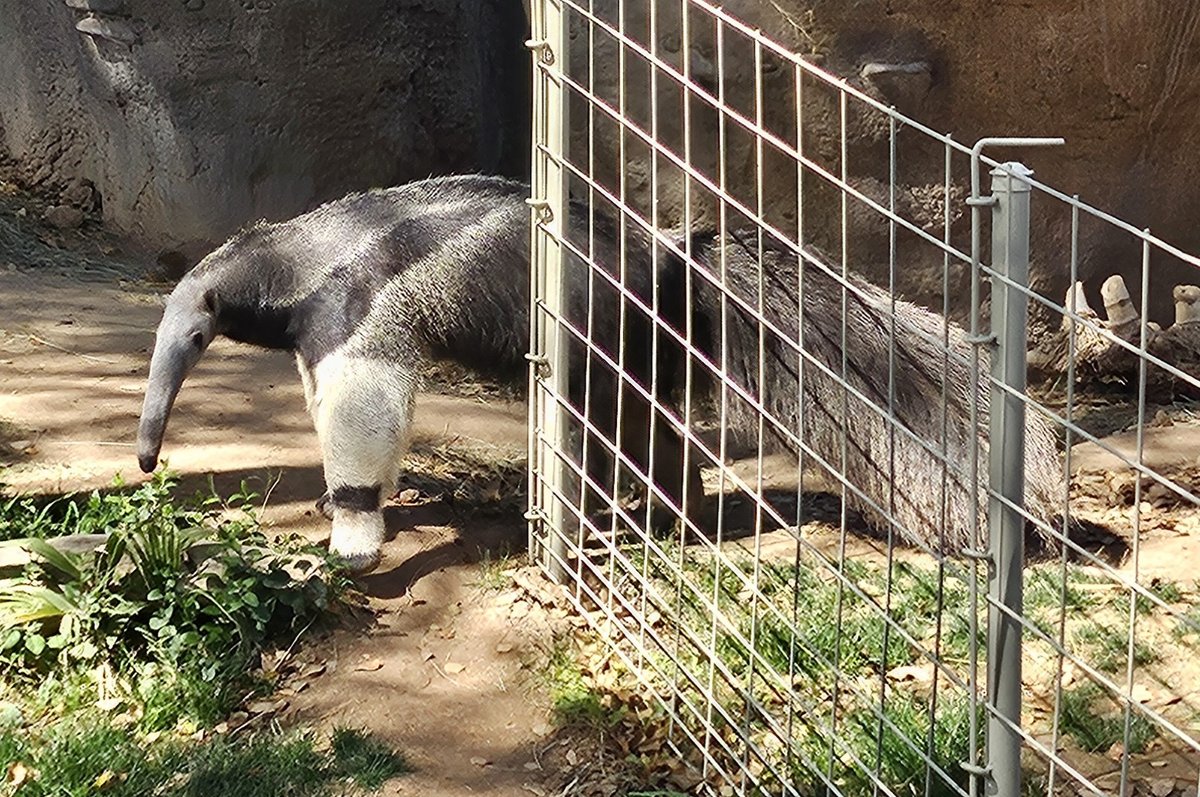 An anteater passing by a metal gate.