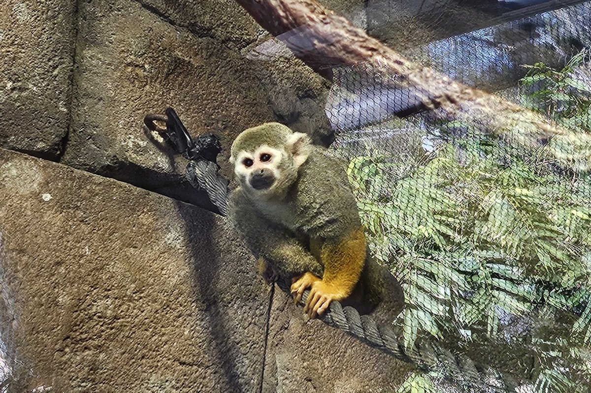 A common squirrel monkey sitting on a rope.