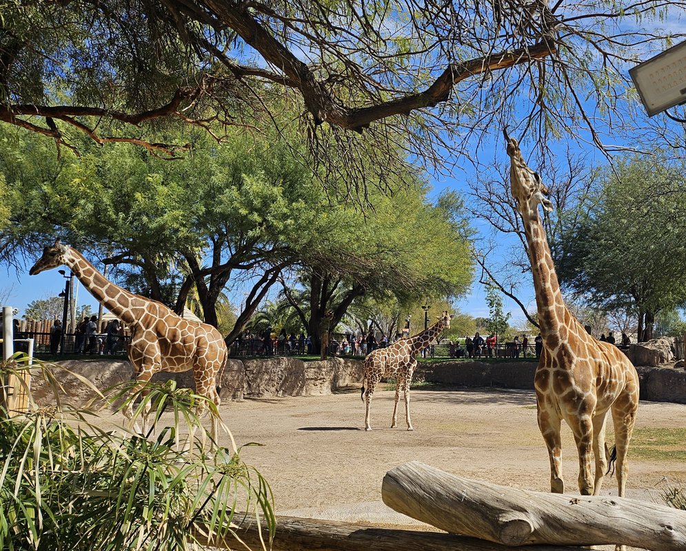 Three girrafes at a zoo. One is stretching out its neck to reach for a tree branch.