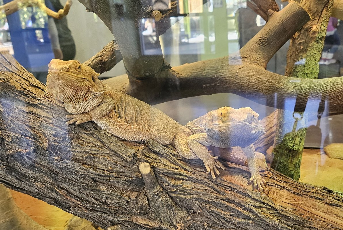 Two bearded dragons laying on a branch in a glass enclousure.