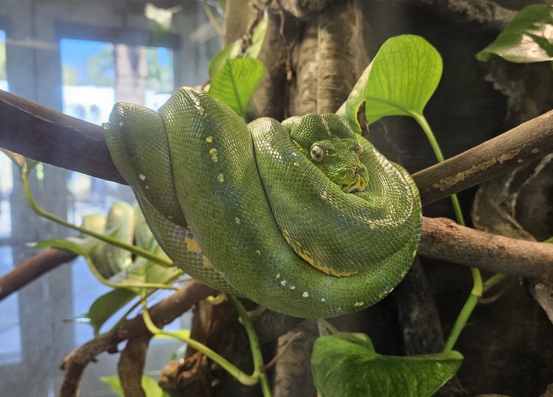 A green tree python coiled up on a branch.