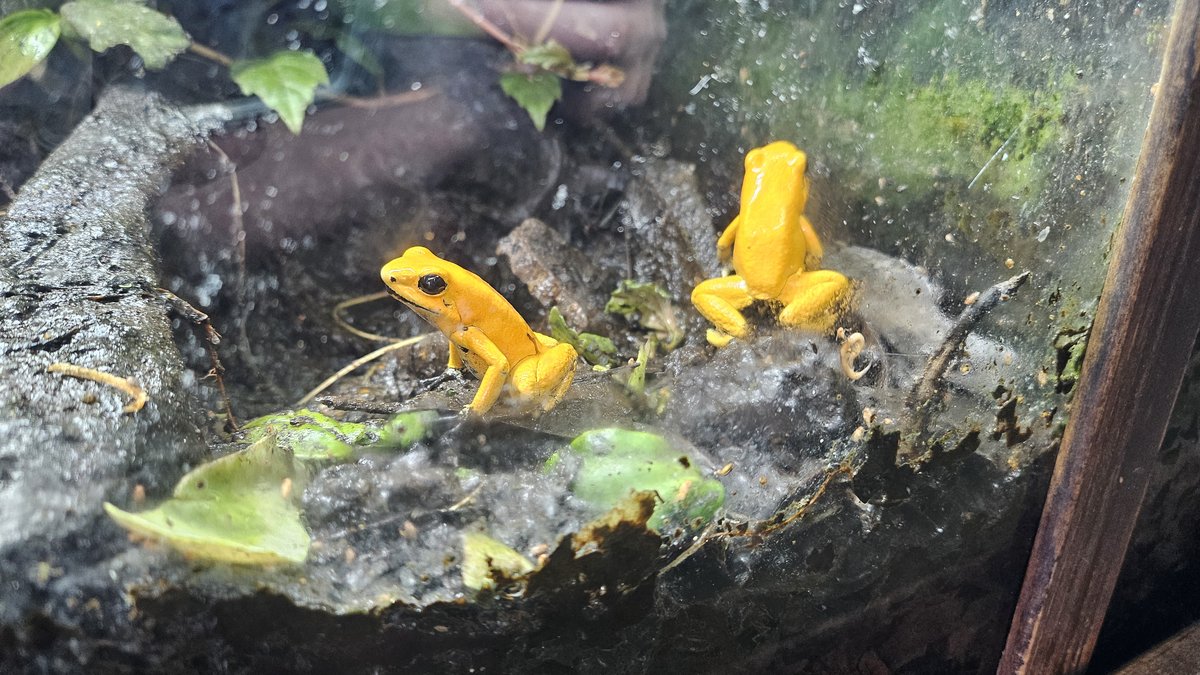 Two golden poison frogs.