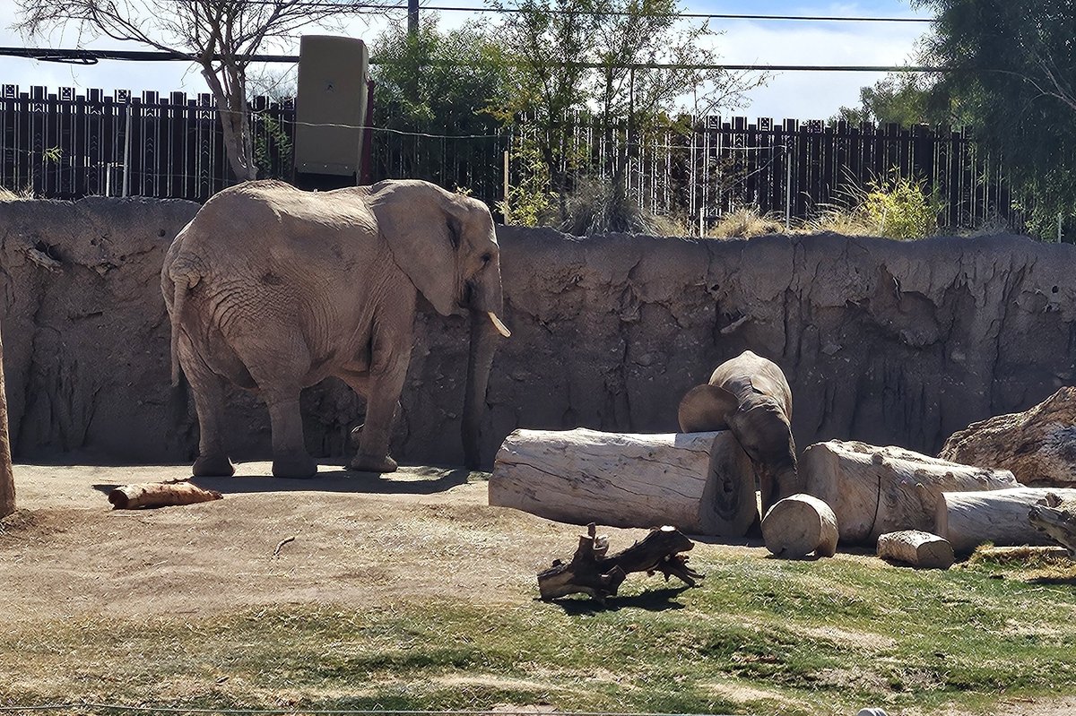 Two African elephants. An adult and a baby. The baby is scratching its ears against a log.