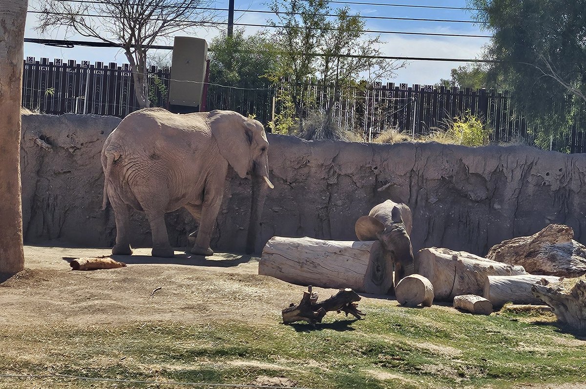 Two African elephants. An adult and a baby. The baby is scratching its ears against a log.