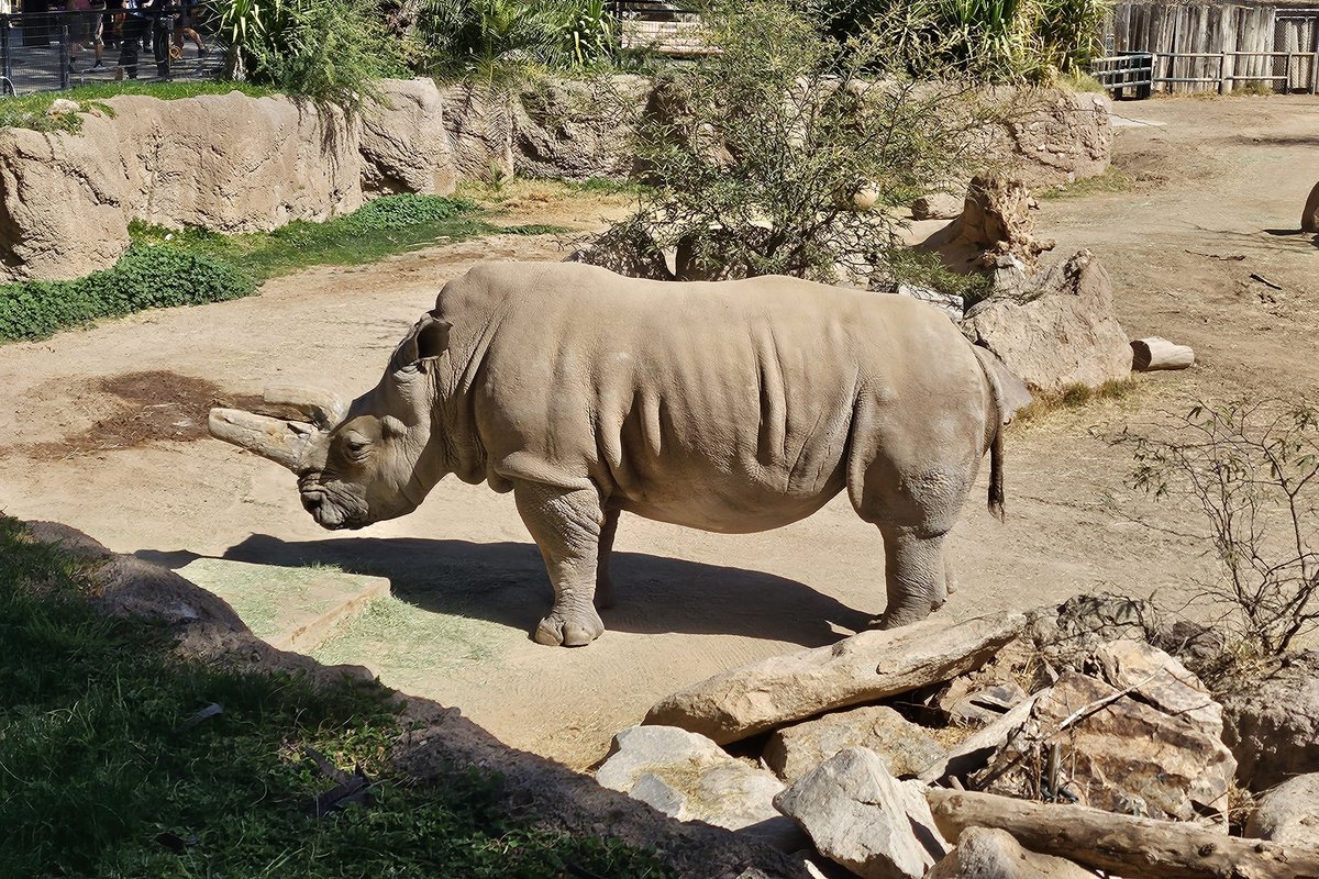 A side view of a white rhino.