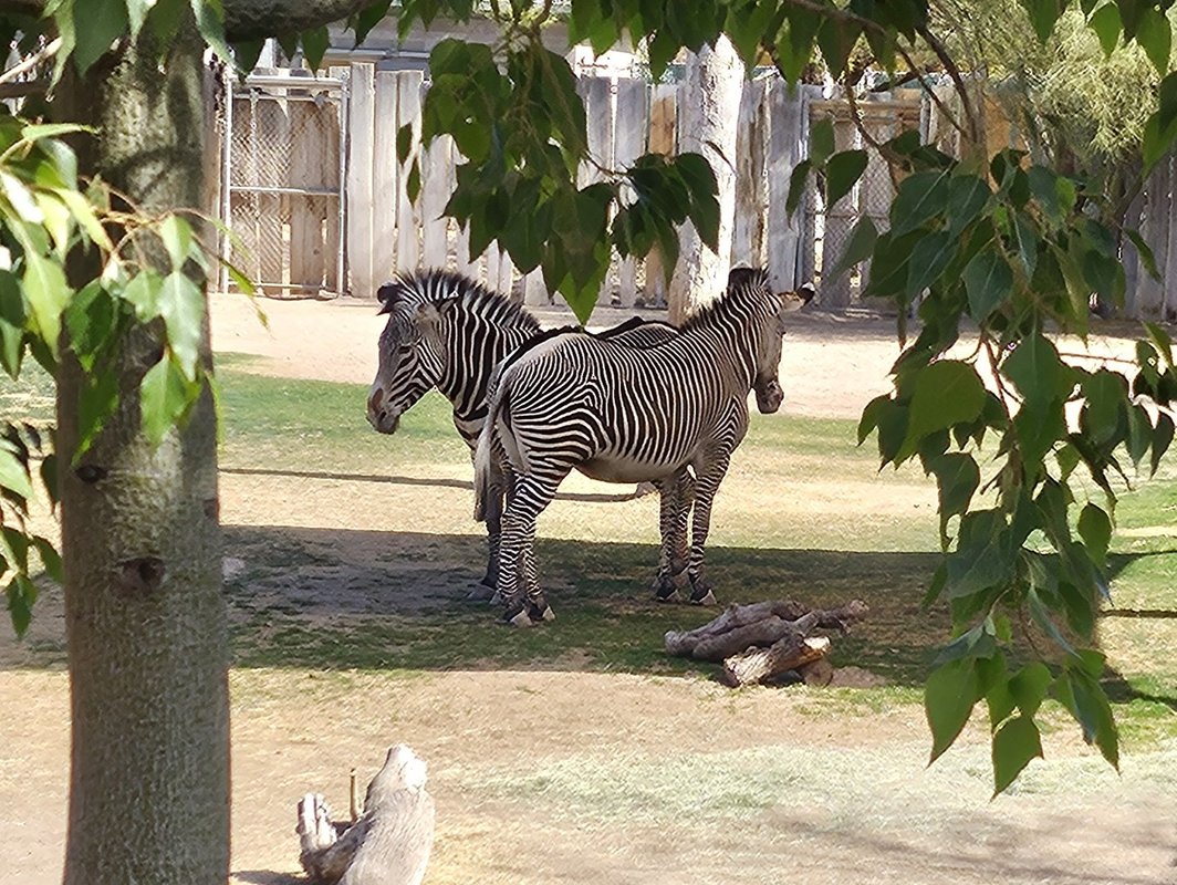 Two zebras facing opposite directions.