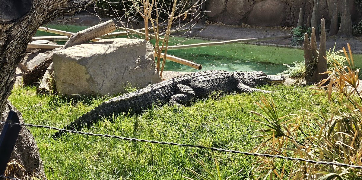 An alligator laying in green grass, next to a pool.